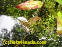 /home//u458753944/public_html/sourcegallery//Frogs/Mixed frogs/DSCN3369.JPG